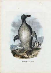 Great Auk, 1863-79